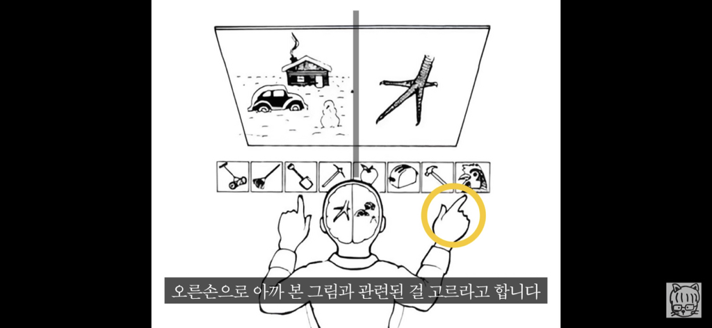 (스압)분리 뇌 실험 | 인스티즈
