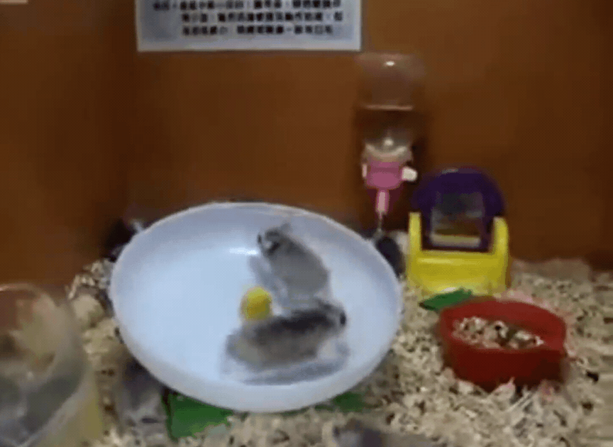 싱글벙글 햄스터 고전 명작...gif | 인스티즈