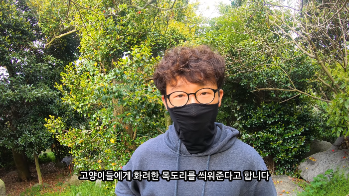 [사진100장스압] 고양이가 자연생태계에 끼치는 심각한 영향 | 인스티즈