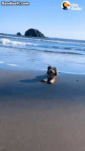 주인이랑 좋은 곳 다 가보는 댕댕이.gif | 인스티즈