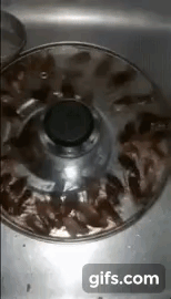 (혐혐주의) 맨손으로 잡고 1분 버티면 돈 줌. 내가 번 금액은?? | 인스티즈