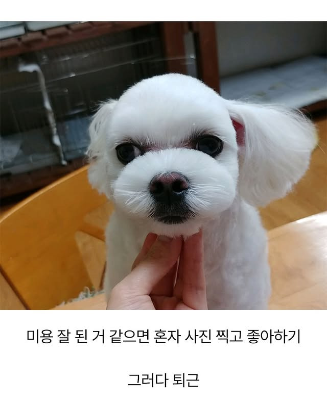 어느 애견미용사의 은밀한 취미 | 인스티즈