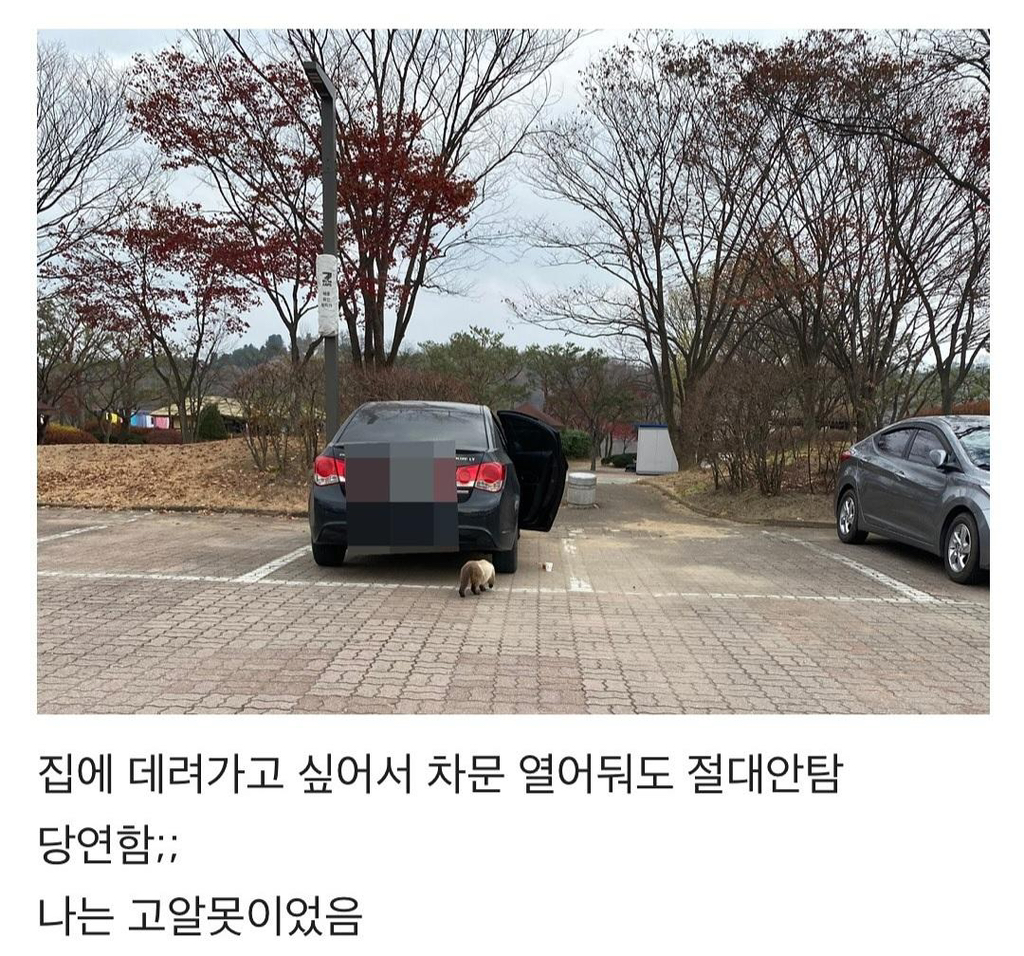 집냥이가 된 어느 길냥이 이야기 | 인스티즈