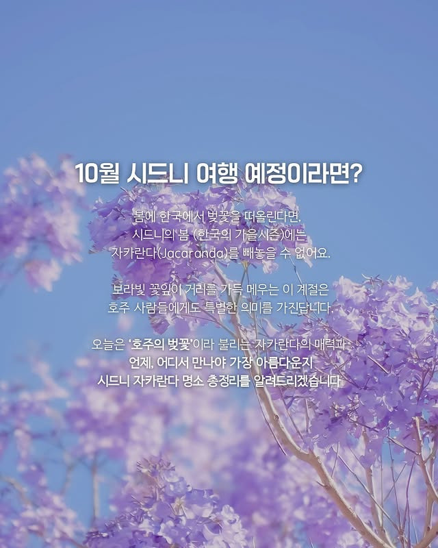 호주의 벚꽃 자카란다 | 인스티즈