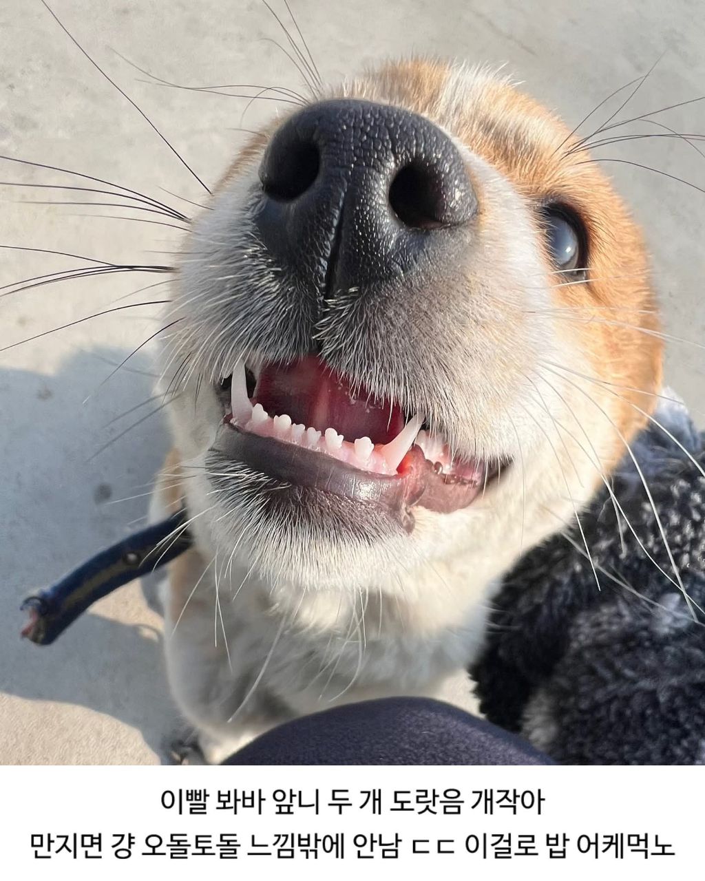 할머니집 시골개 산책시켜줌 | 인스티즈