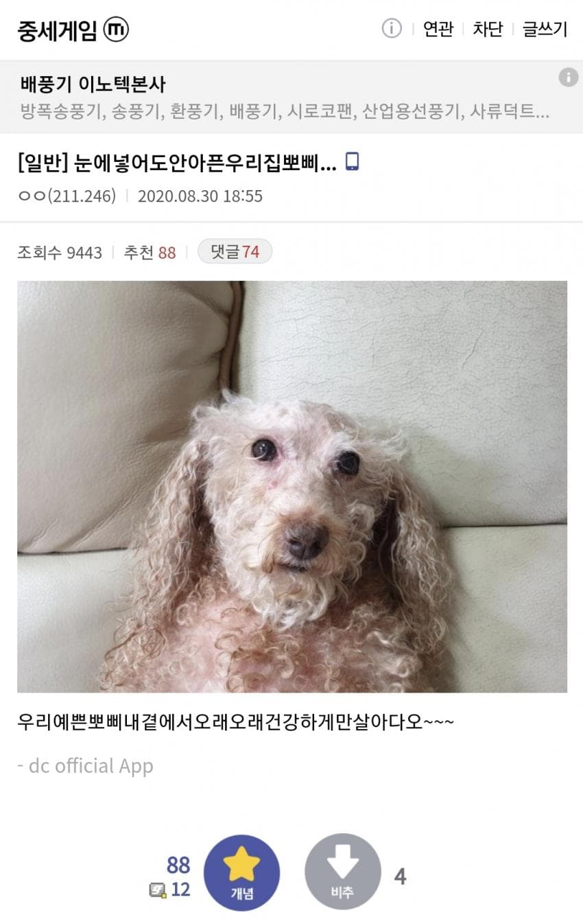 디씨 댕댕이 인증 레전드 모음 | 인스티즈