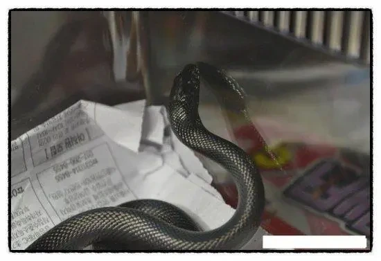 애완용 뱀 구매했는데 독사 받은 사건 | 인스티즈