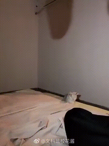 와들와들.. 애옹쓰를 노리는 그림자.gif | 인스티즈