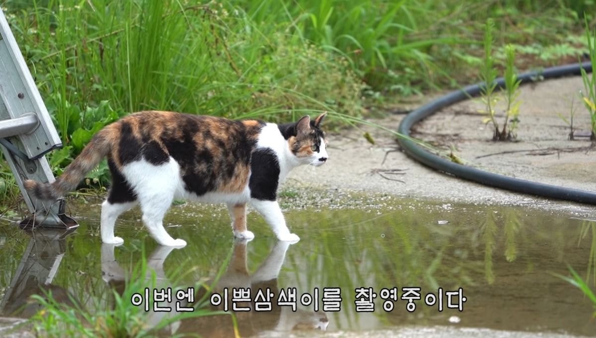 [hahaha] 아기 삼색냥이 인생 최대의 도박 | 인스티즈