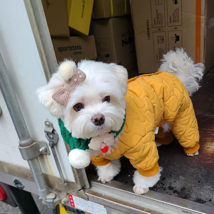 크리스마스 이브에도 열일 중인 택배견 경태.jpg | 인스티즈