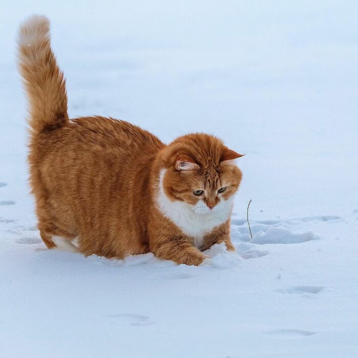 러시아 고양이 .jpg | 인스티즈