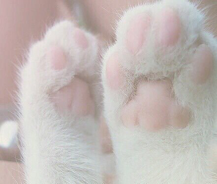 흰 양말 신은거 같은 고양이의 발.jpgif | 인스티즈