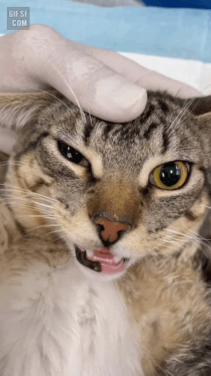 눈에 인공눈물 넣는 고양이 | 인스티즈