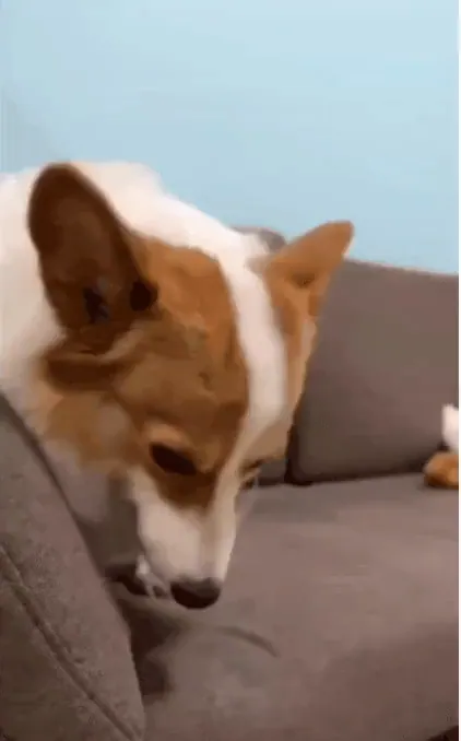 뭔가 알고있는 듯한 표정.gif | 인스티즈