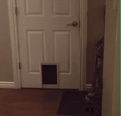 직접 문열고 들어오는 고양이 ㄷㄷ.gif | 인스티즈