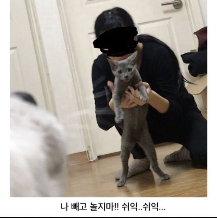 우리집 댕댕이 고앵이랑 또 싸움.JPG | 인스티즈