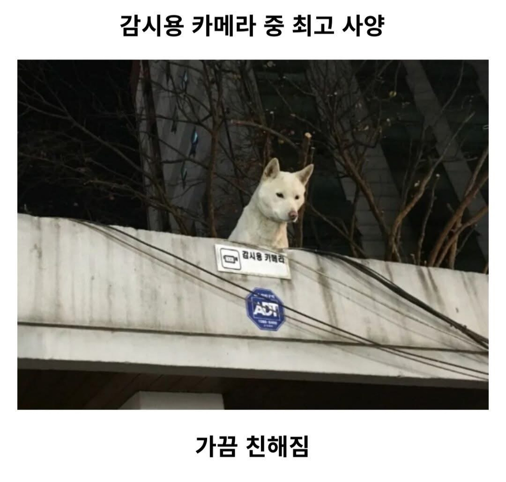 감시용 카메라 중 최고 사양 | 인스티즈