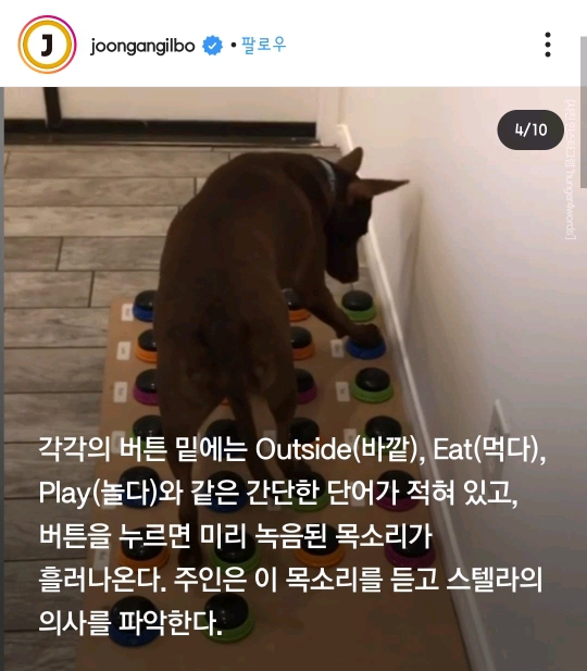 29개 단어로 대화하는 강아지 | 인스티즈