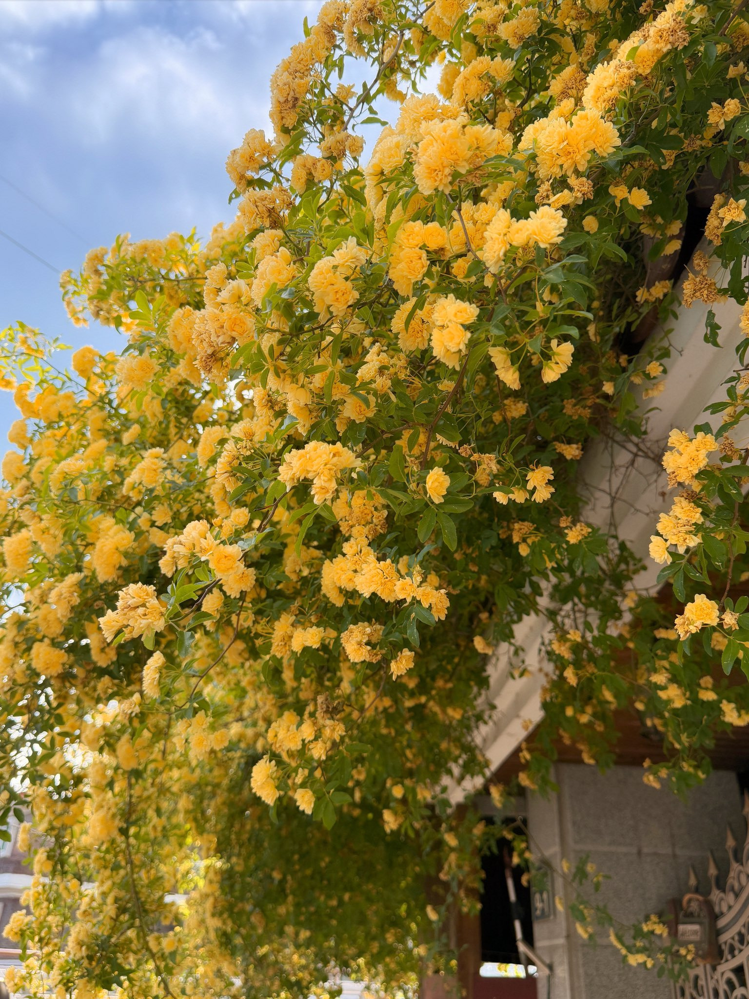 할머니집 근처에 목향장미 가득한 집이 있어 보고옴.twt | 인스티즈
