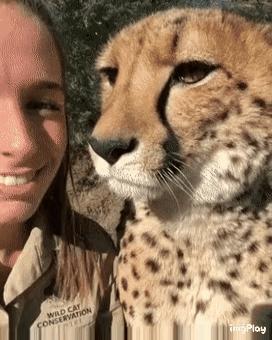 그냥 큰 고양이 같다는 치타 | 인스티즈