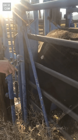 소 몸에 박힌 엘크 뿔 꺼내기 | 인스티즈