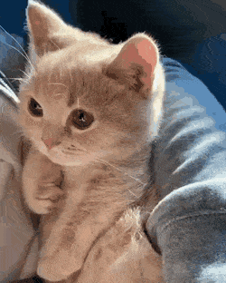 집사 품에 안겨서 눈키스 날리는 고양이.gif | 인스티즈