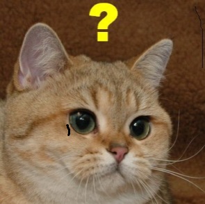 육지 동물 뜀박질 속도 비교 | 인스티즈