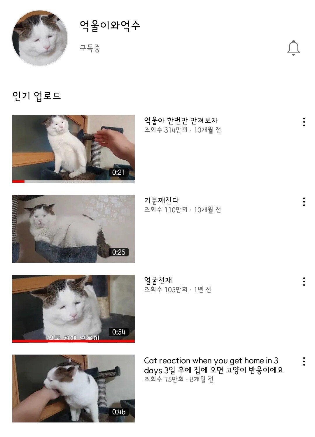 억울하게 생긴 고양이 억울이 근황 | 인스티즈