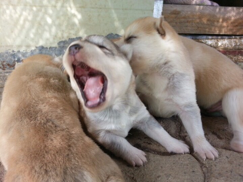 진도스키 및 오리 및 닭들 | 인스티즈