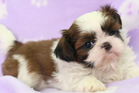 a6f3792520eed44b98c19c60b75273c724076062