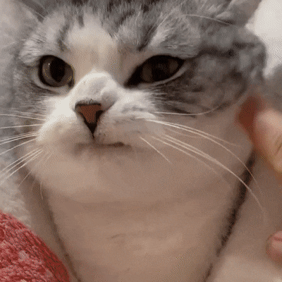 입을 앙 다문 고양이.gif | 인스티즈