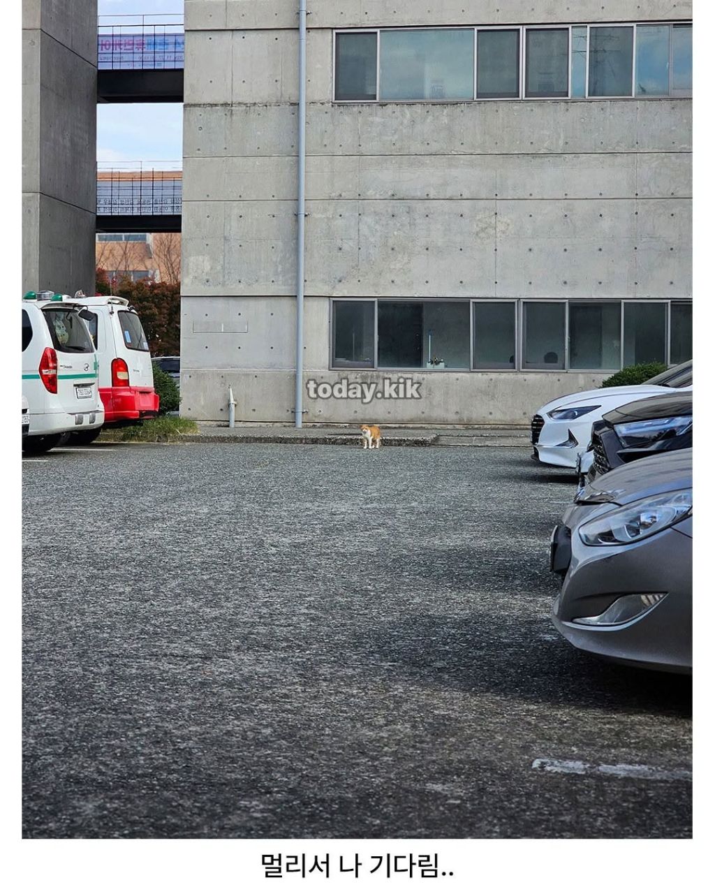학교 고양이에게 밥주려고 닭 안심 삶아옴 | 인스티즈