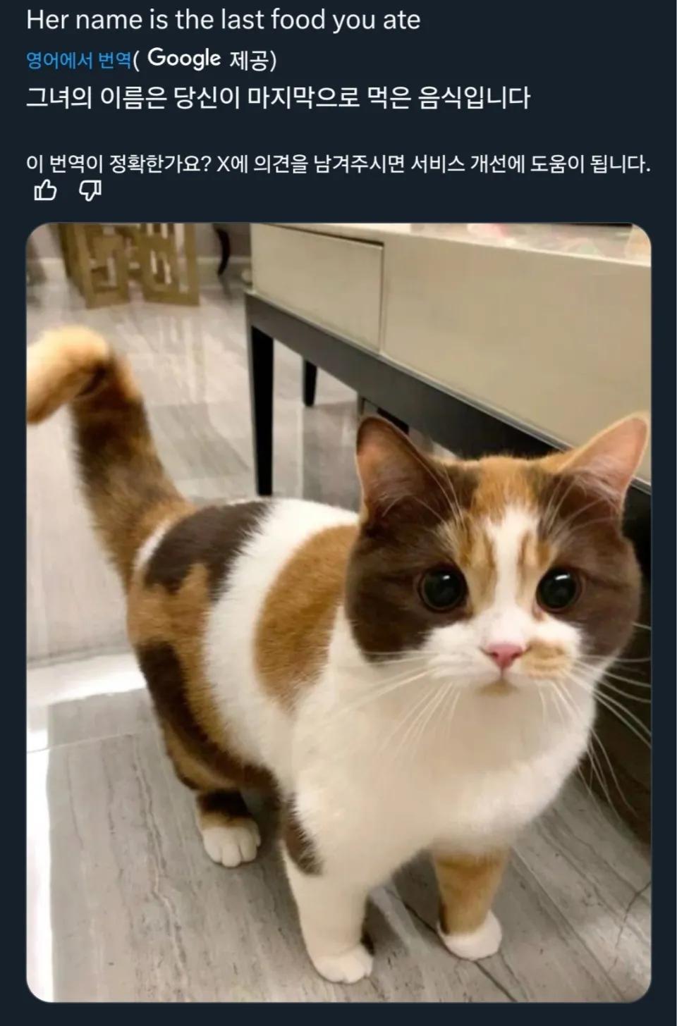 마지막으로 먹은 음식이 고양이 이름 | 인스티즈