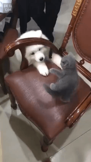 사모예드가 무서운 고양이 | 인스티즈