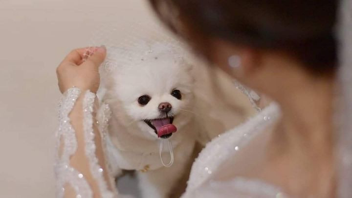 주인 결혼식에서 런웨이한 포메 | 인스티즈