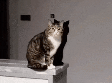 살아 움직이는 고양이 그림자 ㄷㄷ.gif | 인스티즈