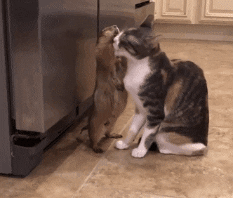 함부로 만지면 안되는 동물.gif | 인스티즈
