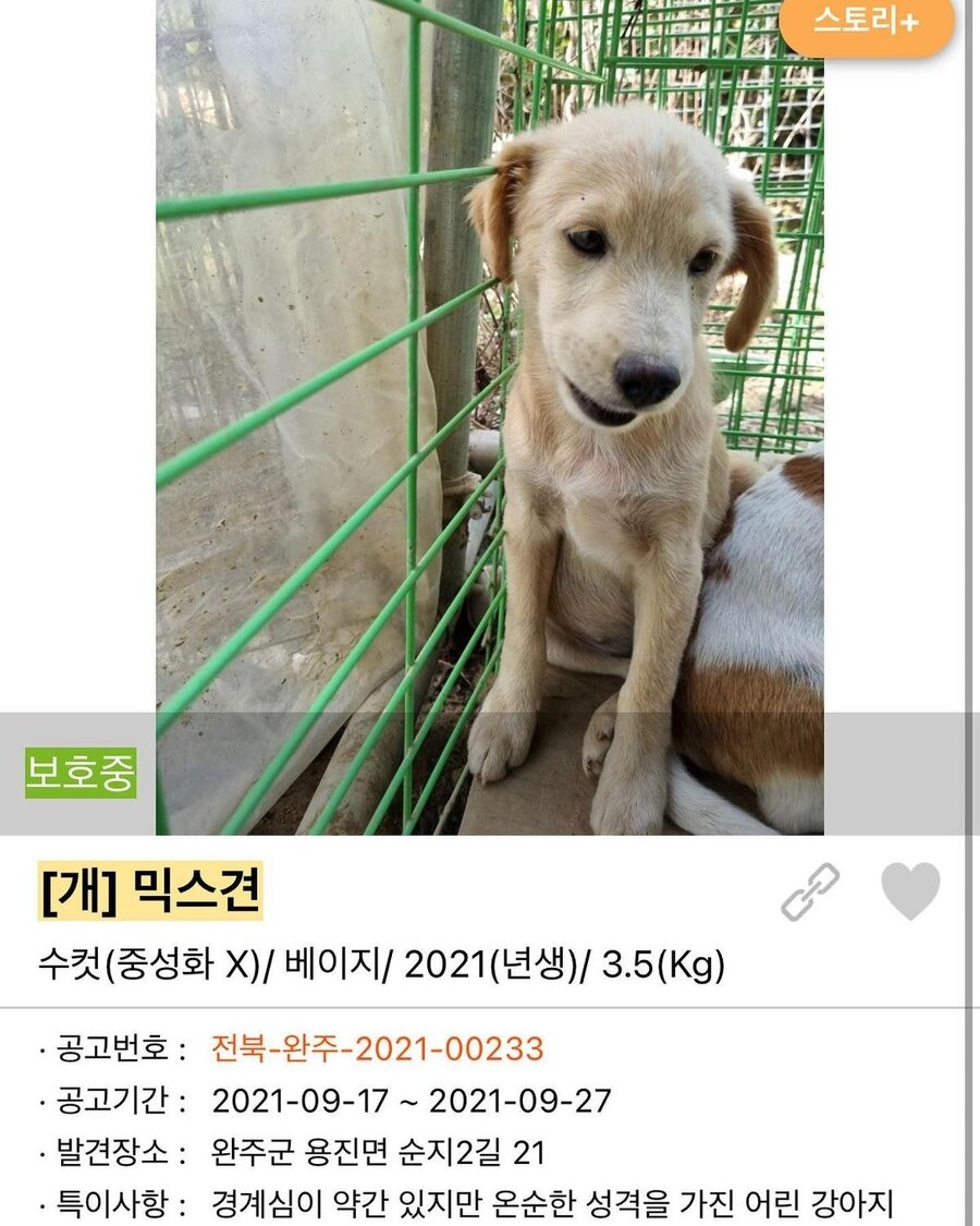 보호소에 있던 이름도 없는 강아지를 입양한 견주 근황 .jpgif | 인스티즈