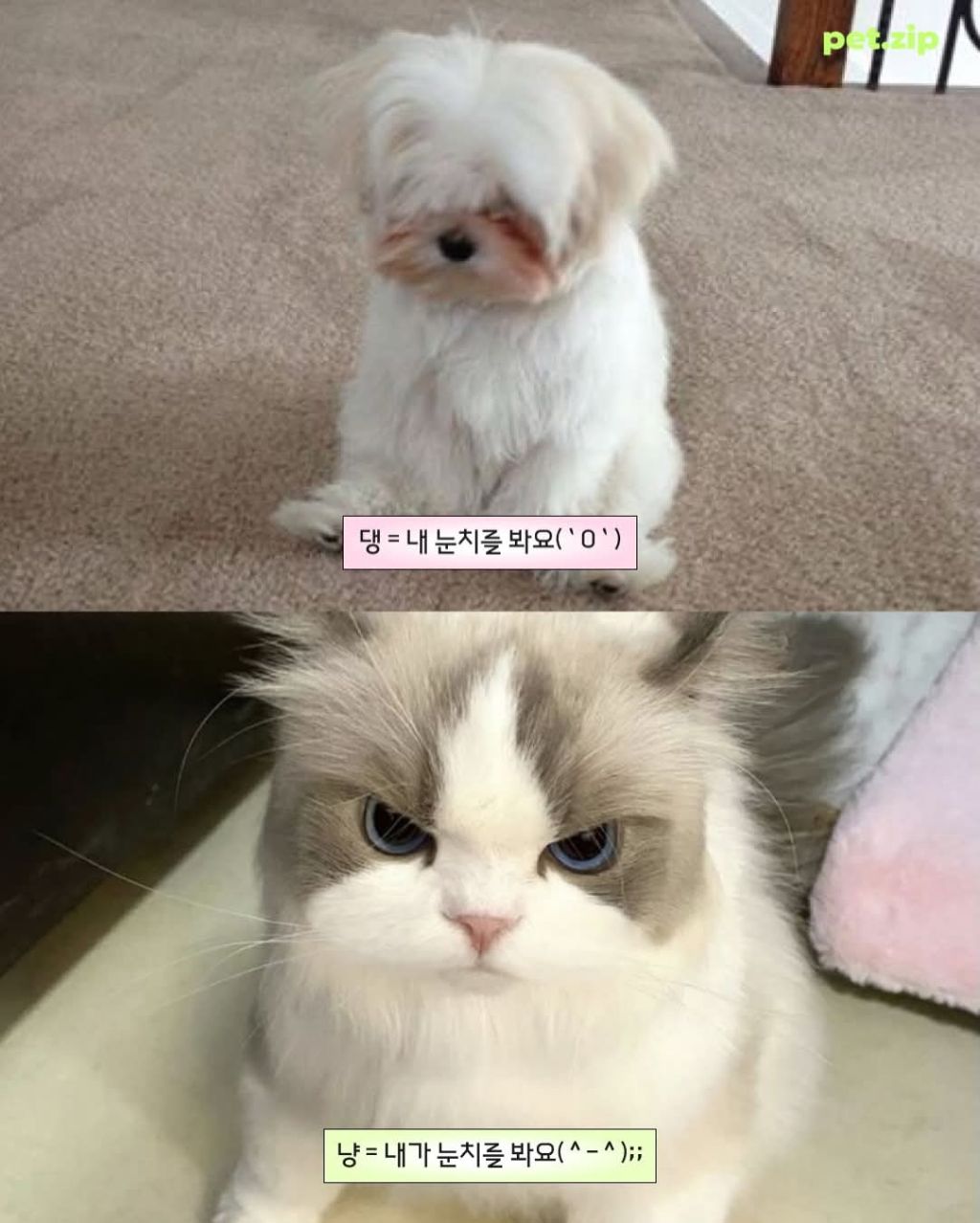 강아지와 고양이 결정적 차이점 | 인스티즈