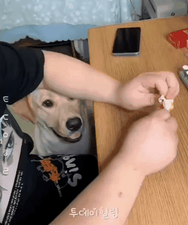 먹을거 줬더니 당황한 인절미.gif | 인스티즈