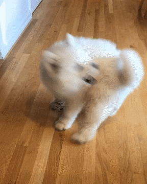 자기 꼬리 따라 빙글빙글 돌다가 자빠지는 아기 사모예드 댕댕이.gif | 인스티즈