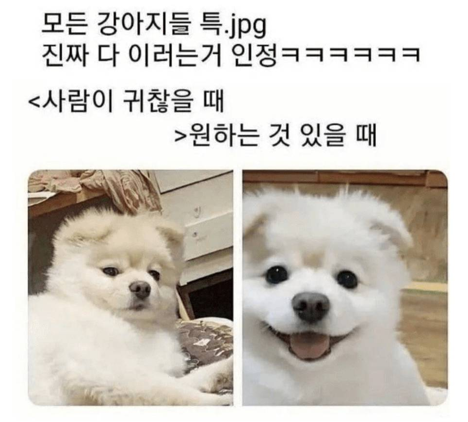 모든 강아지들 특징 | 인스티즈