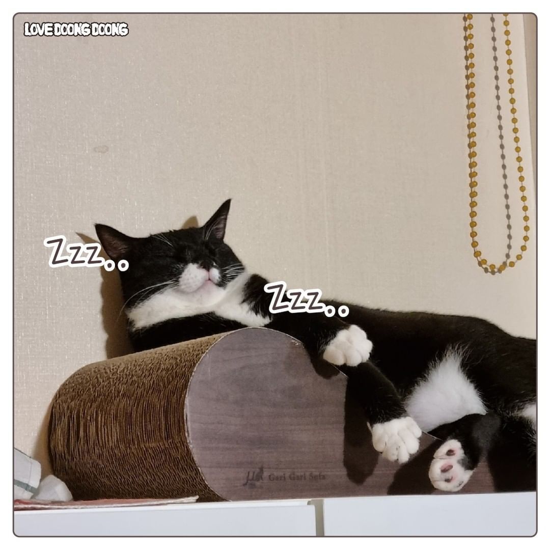 창틀에 낑겨서 자는 고양이.jpg | 인스티즈