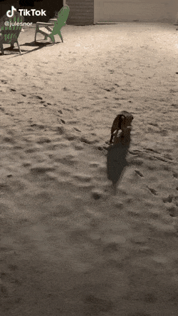 눈 위를 걷는 강아지 .gif | 인스티즈