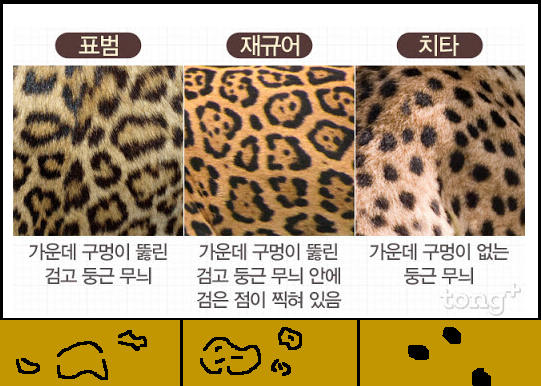 표범/치타/재규어/퓨마 구분하기 | 인스티즈
