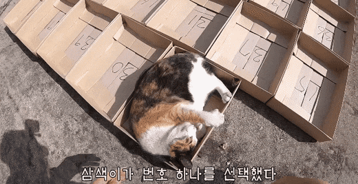 [hahaha] 아기 삼색냥이 인생 최대의 도박 | 인스티즈