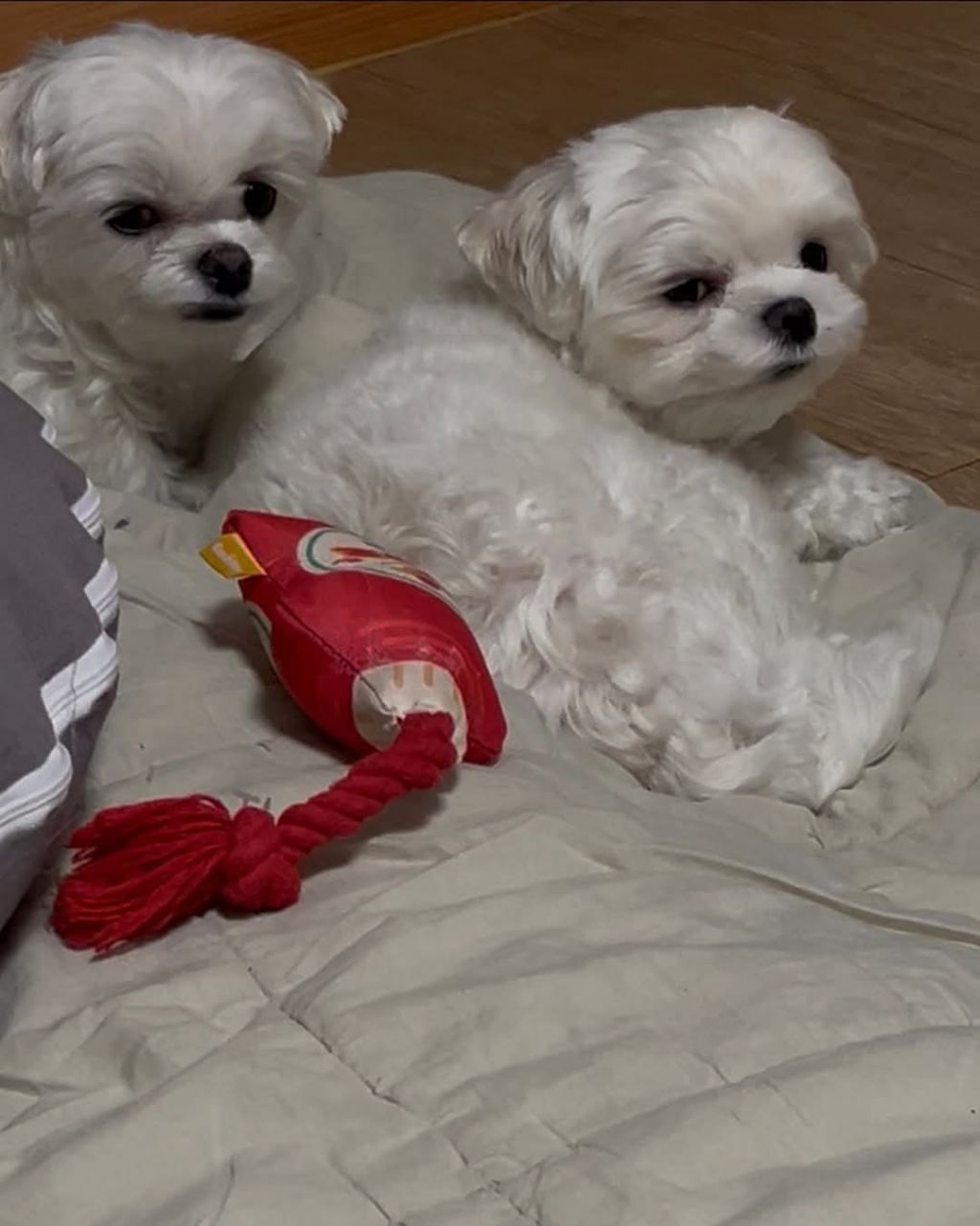 주인을 한심하게 쳐다보는 댕댕이들 | 인스티즈