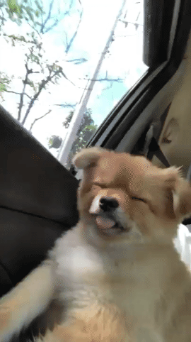 휴가 다녀오는 길에 차 안에서 조는 댕댕이 | 인스티즈