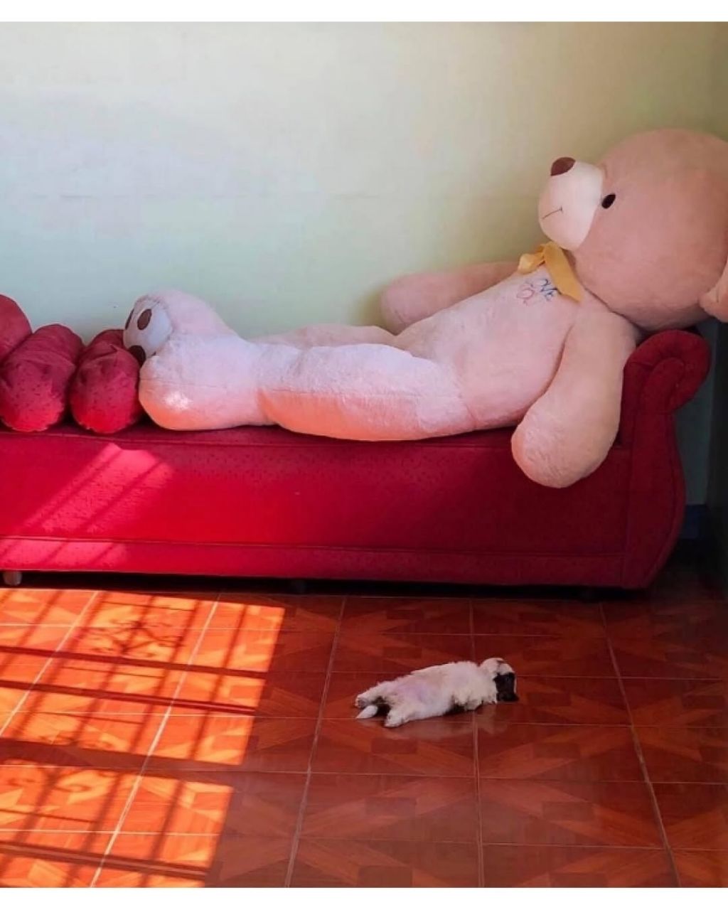 새끼 강아지때만 할수있다는자세 | 인스티즈