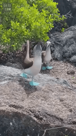 푸른발얼가니새 (Blue-footed booby) | 인스티즈